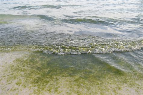 algae in tagalog